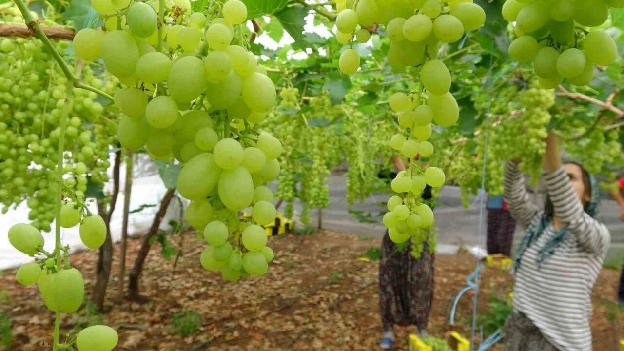2026 Hasat Sezonuna Hazırlık